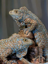 Riley's Rock Iguanas